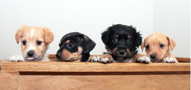 puppies inside wooden box