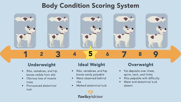 dog body condition scoring system chart