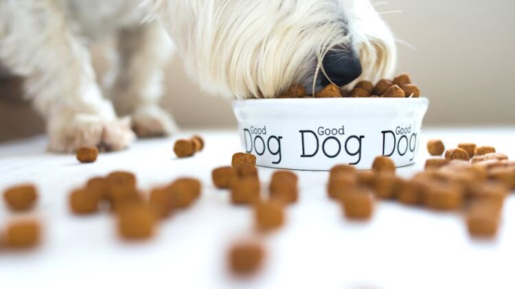 dog eating from a dog bowl