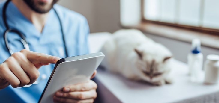vet examines cat health records
