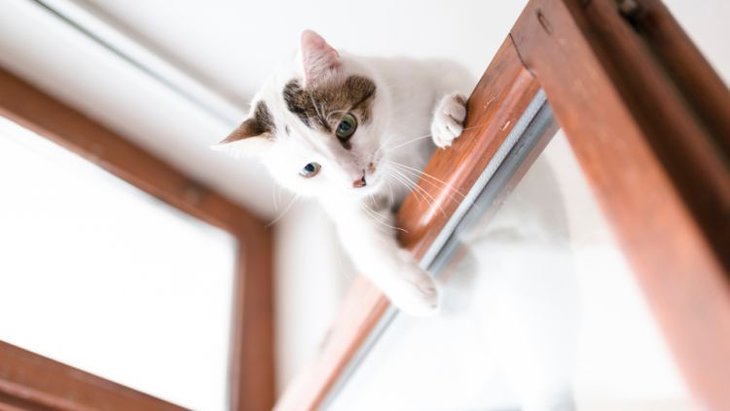 kitten climbing on door