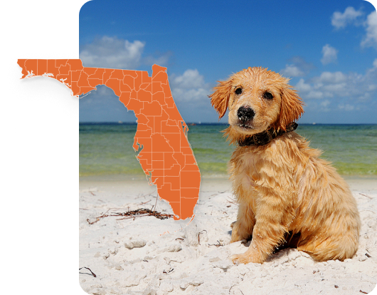 Golden retriever puppy standing in the water at a beach with a Florida state symbol overlay. 