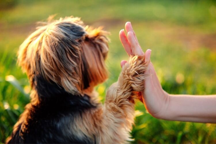 puppy paw high five