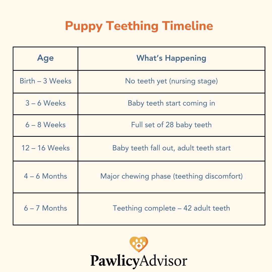 puppy teething timeline image