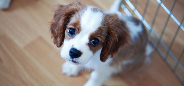 king charles puppy looking up