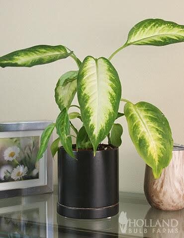 Dieffenbachia