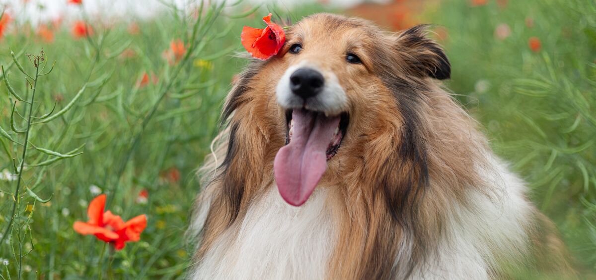 long-haired collie in the field