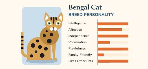 bengal cat breed guide