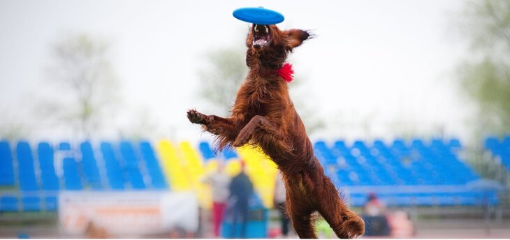 irish setter catching a frisbee