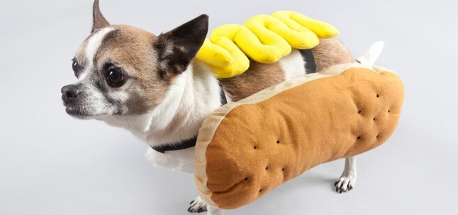 chihuahua as hot dog