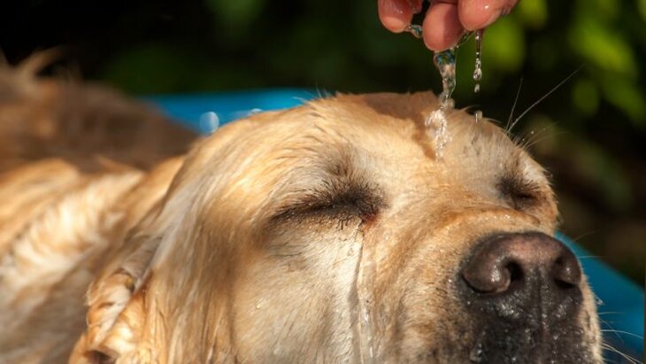 Golden Retriever cooling off with water being poured on its head