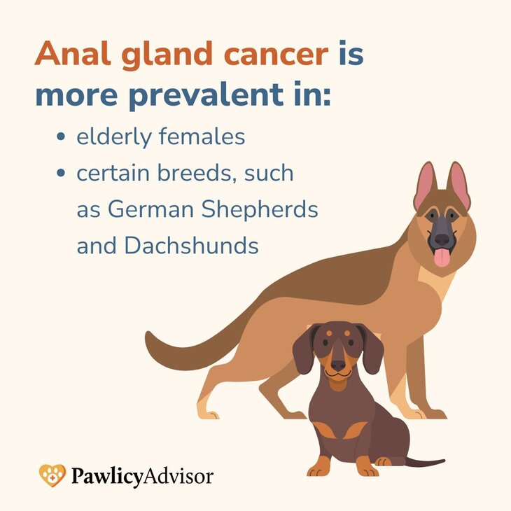 prevalence of anal gland cancer in dogs