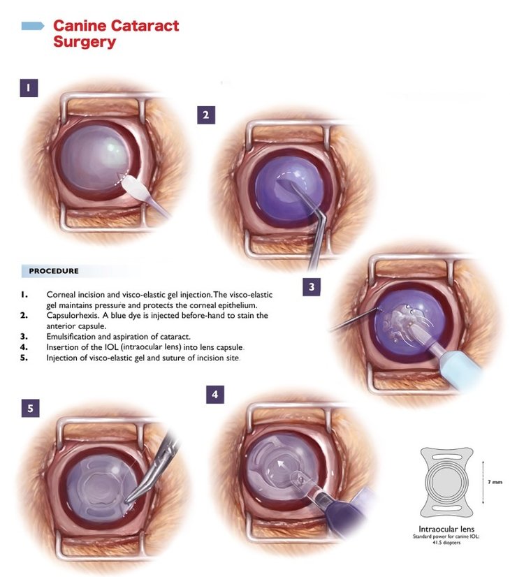 illustration of dog cataract surgery