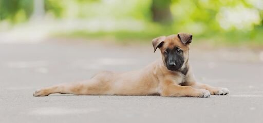 belgian malinois stretched on ground