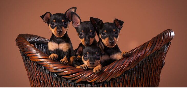 mini pin puppies in a basket