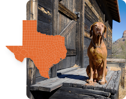 Big tan colored Vizsla standing in front of a barn with an overlay of the texas state symbol. 