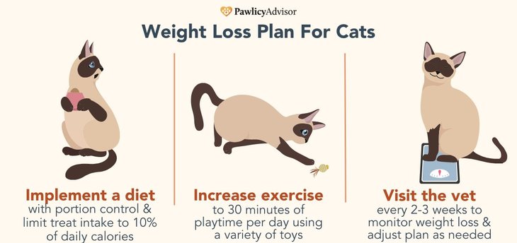 how to help a cat lose weight