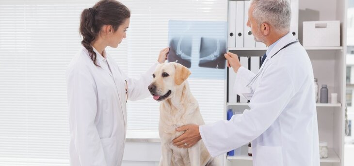 vets reviewing dog mri