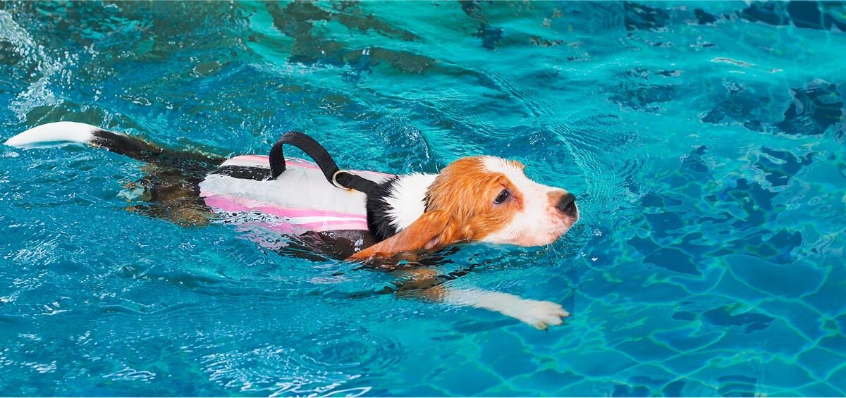 dog swimming using a life jacket