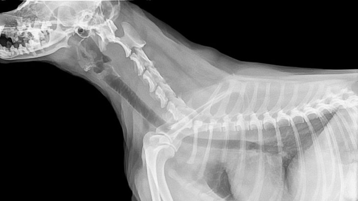 dog x-ray of thoracic region