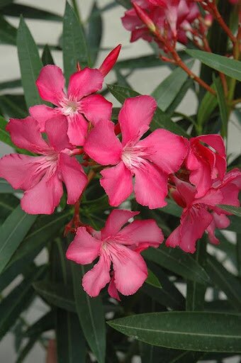 oleander