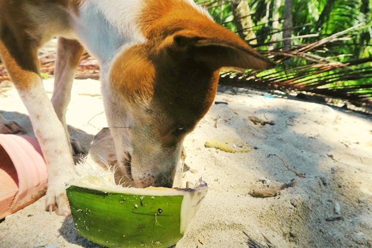 dog drinking coconut water