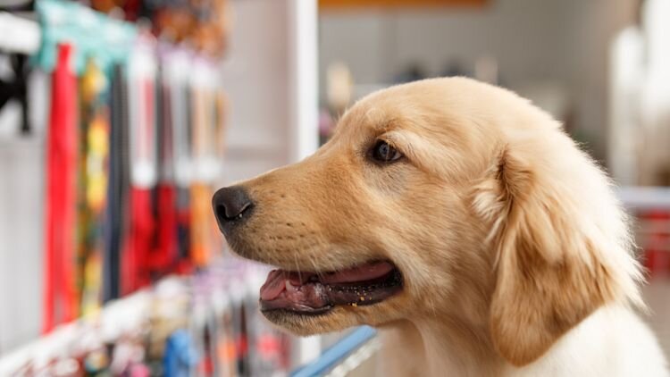 godlen retriever puppy in pet store