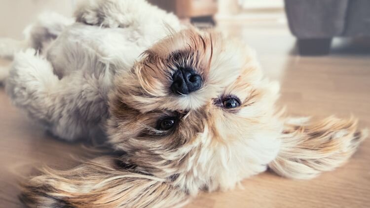 dog lying on the floor
