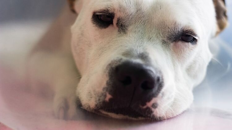 dog lying down with its head on its paws
