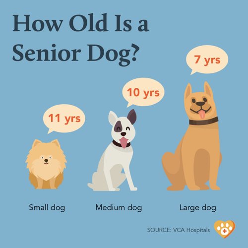 graphic senior dog age by breed size