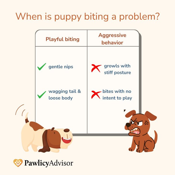 playful biting vs aggressive biting infographics