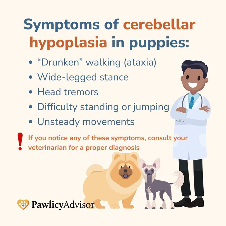 Symptoms of cerebellar hypoplasia in puppies infographics
