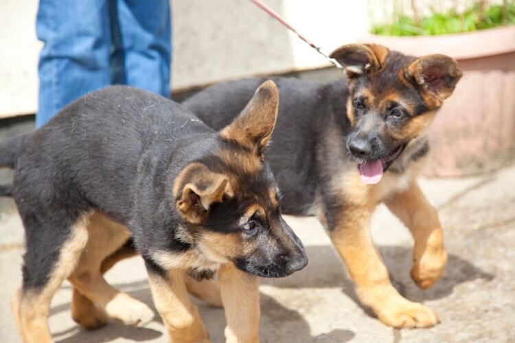puppies on a walk