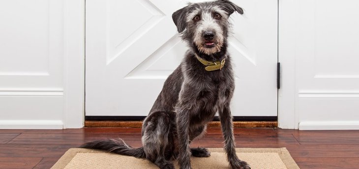 dog waiting at door