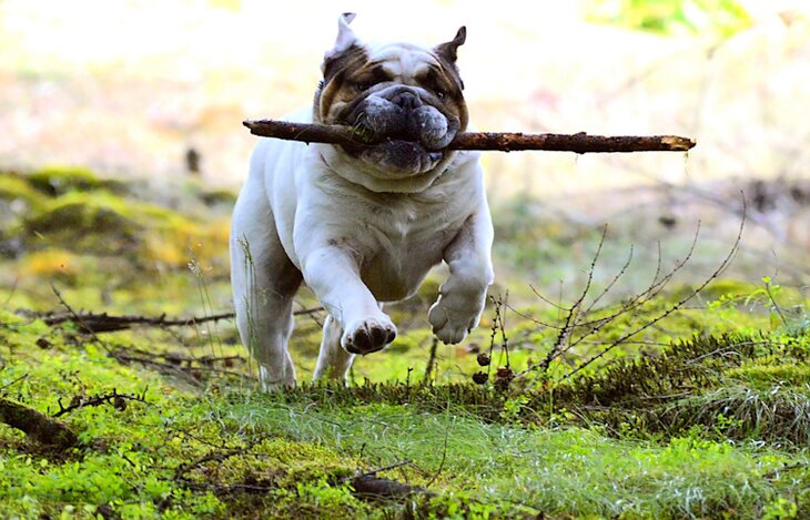 Canva_-_Dog_with_a_Stick