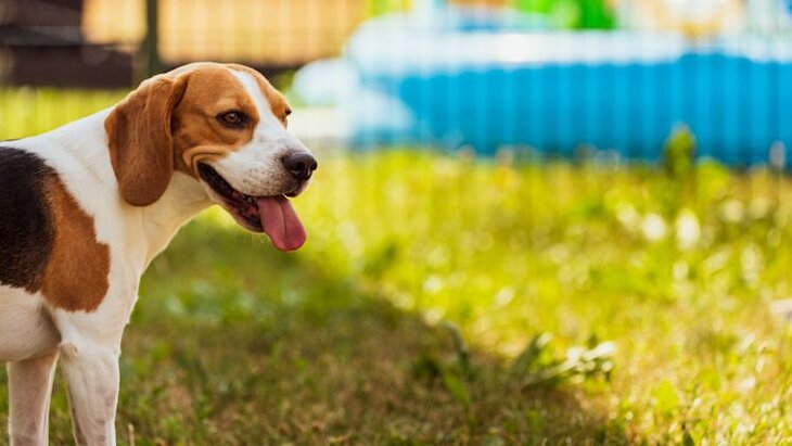 beagle panting outdoors