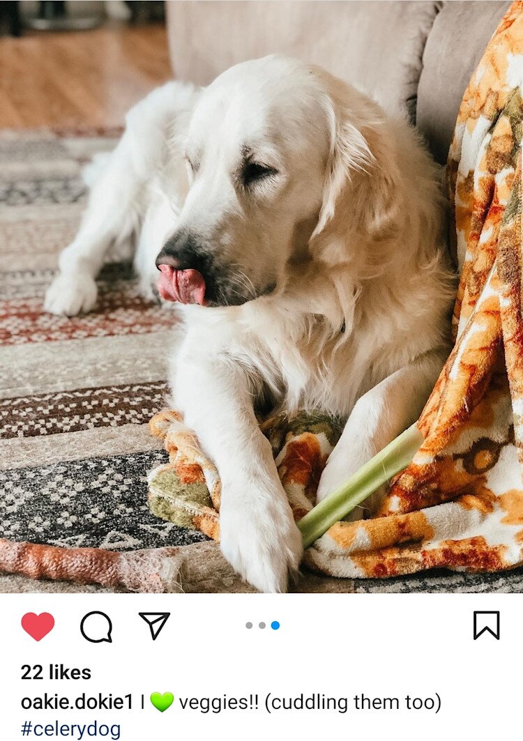 dog with a celery stick 