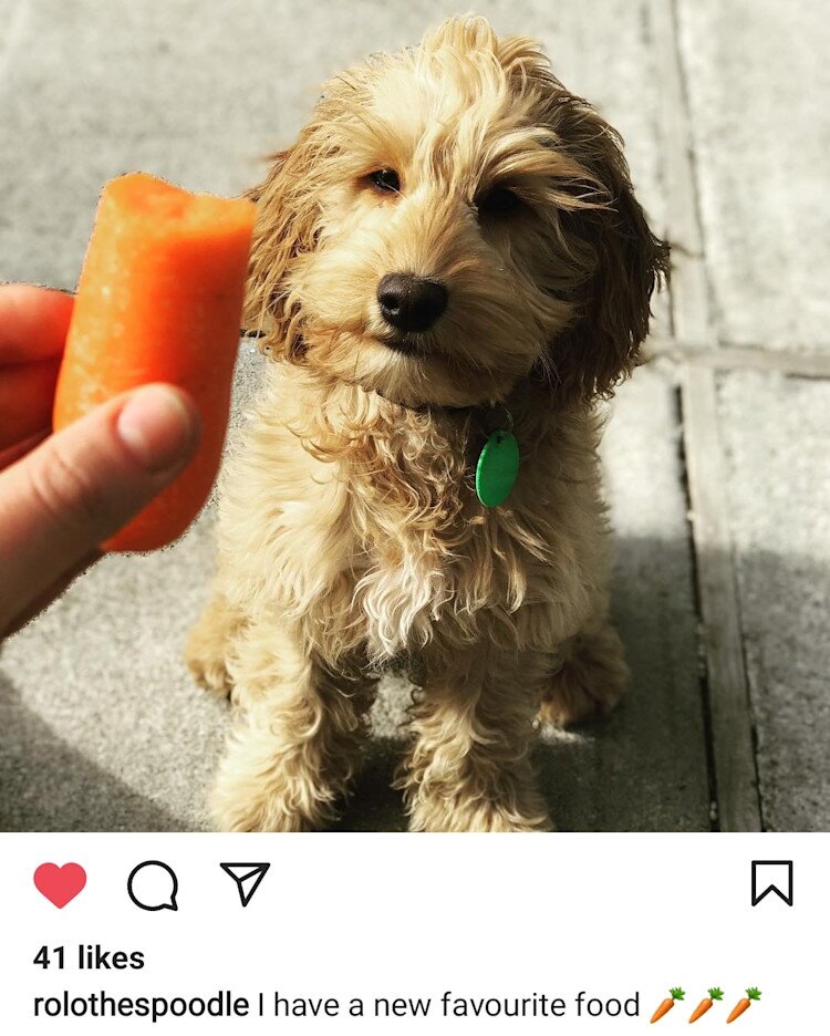 dog given a carrot