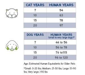 cat and dog age compared to humans