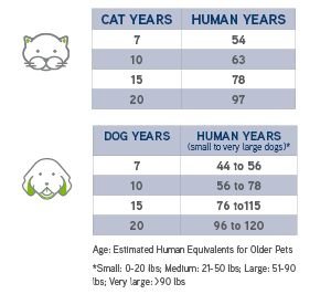 猫和狗的年龄相比,人类”loading=