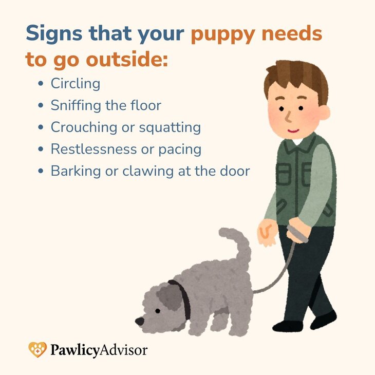 signs that your puppy needs to go outside