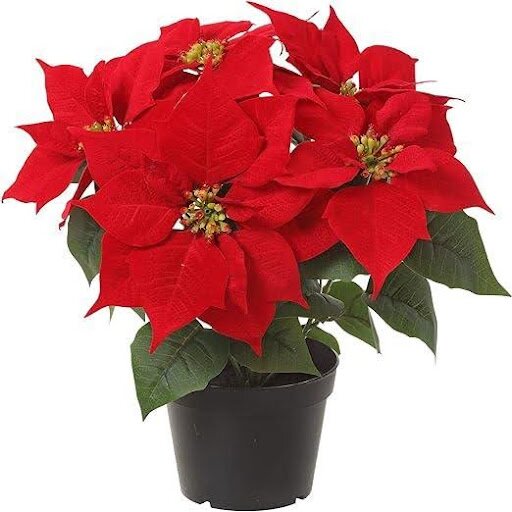 Poinsettias