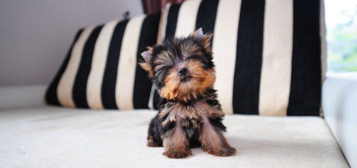 teacup yorkie sitting 