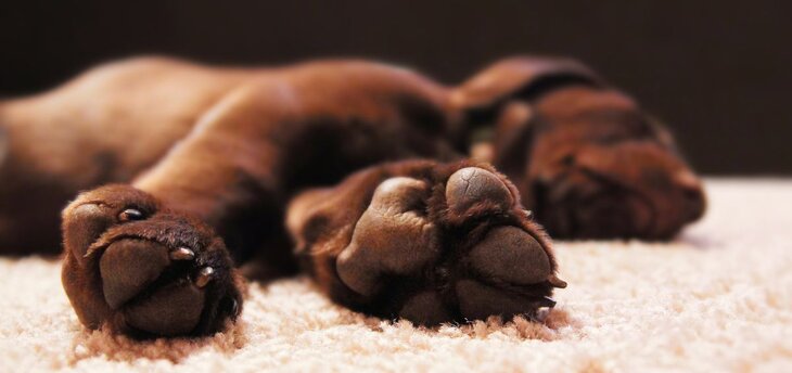 cute chocolate lab sticks out paws while sleeping