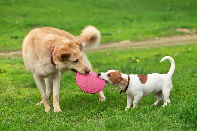 dogs playing with frisbee