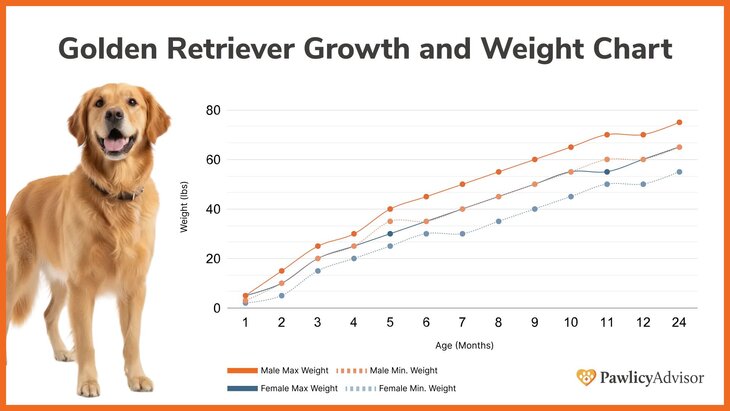 Golden Retriever growth and weight chart comparing male and female over time