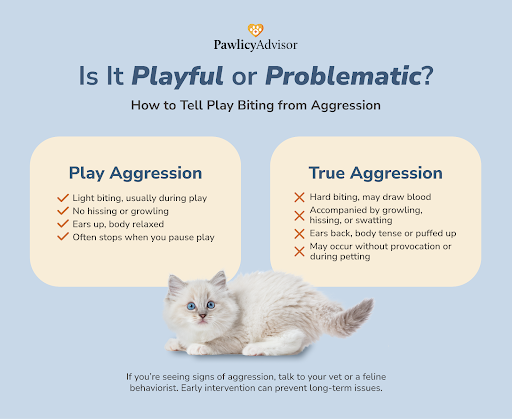 play aggression vs true aggression infographics