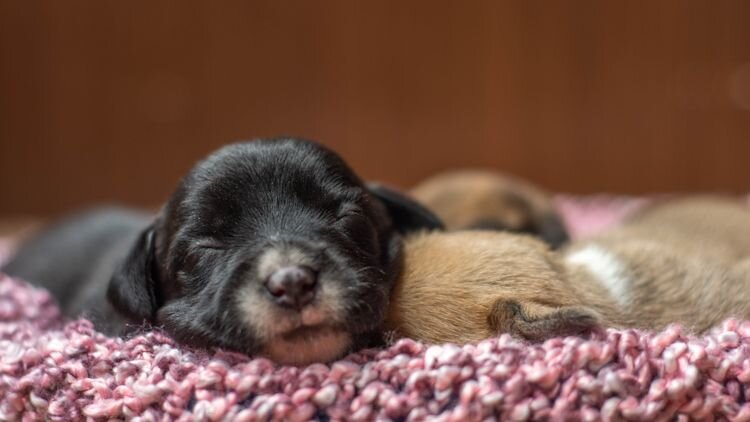 puppies sleeping on a rug