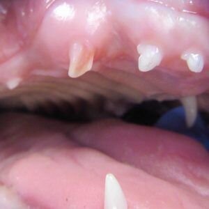 chipped puppy tooth