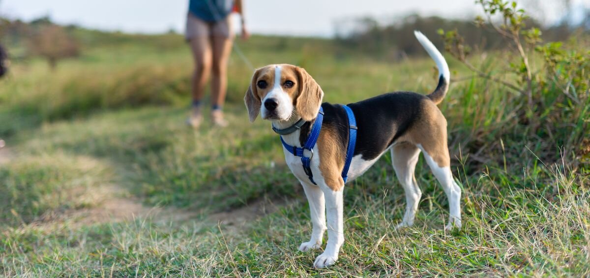 beagle on a hike with owner